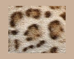 Pawprint Rosetting Example 2