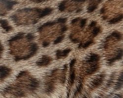 Pawprint Rosetting Example 1