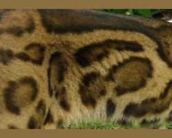 Sparble Pattern - Brown