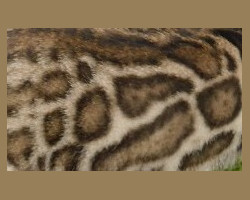 Clouded leopard pattern with smaller spots inside the spots.