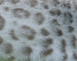 Smaller rosettes and spots with less acreage.