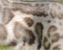 Sparble Pattern - Seal Lynx Point