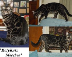 KotyKatz Meechee