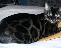MeeChee Brown Charcoal Spotted