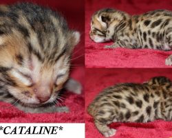 Cataline 1 Week