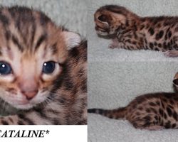 Cataline 2 Weeks