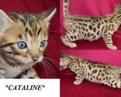 Cataline 3 Weeks