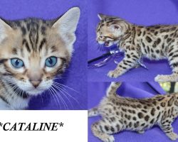 Cataline 4 Weeks