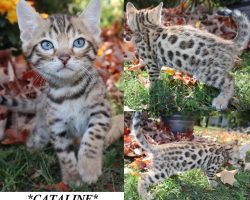 Cataline 5 Weeks