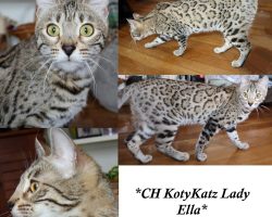 CH KotyKatz Lady Ella