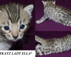 Lady Ella 3 Weeks
