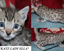 Lady Ella 5 Weeks