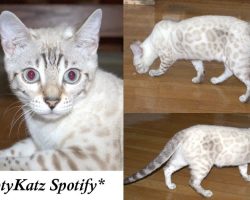 Spotify 8 months