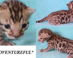 Adventureful 2 Weeks