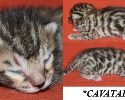 Cavatappi 1 Week