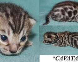 Cavatappi 2 Weeks