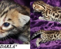 Darla 2 Weeks