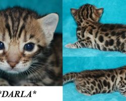 Darla 3 Weeks