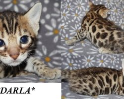 Darla 4 Weeks
