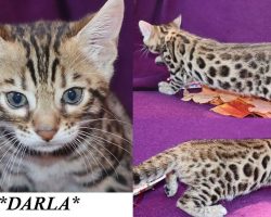Darla 6 Weeks