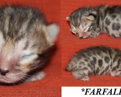 Farfalle 1 Week