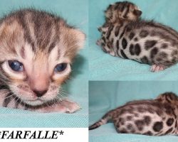 Farfalle 2 Weeks