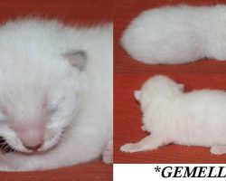 Gemelli 1 Week