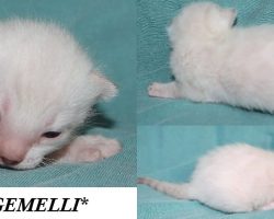 Gemelli 2 Weeks