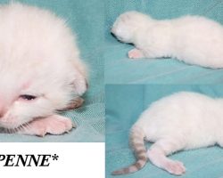 Penne 2 Weeks