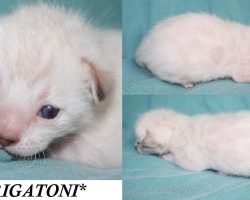 Rigatoni 2 Weeks