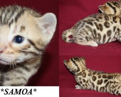 Samoa 3 Weeks