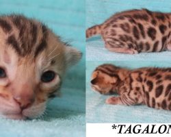 Tagalong 2 Weeks