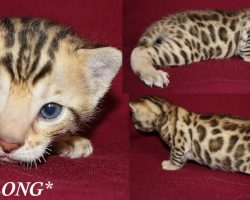 Tagalong 3 Weeks
