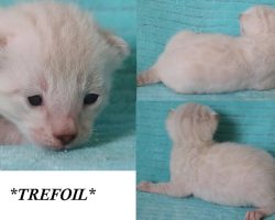 Trefoil 2 Weeks