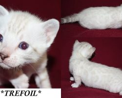 Trefoil 3 Weeks